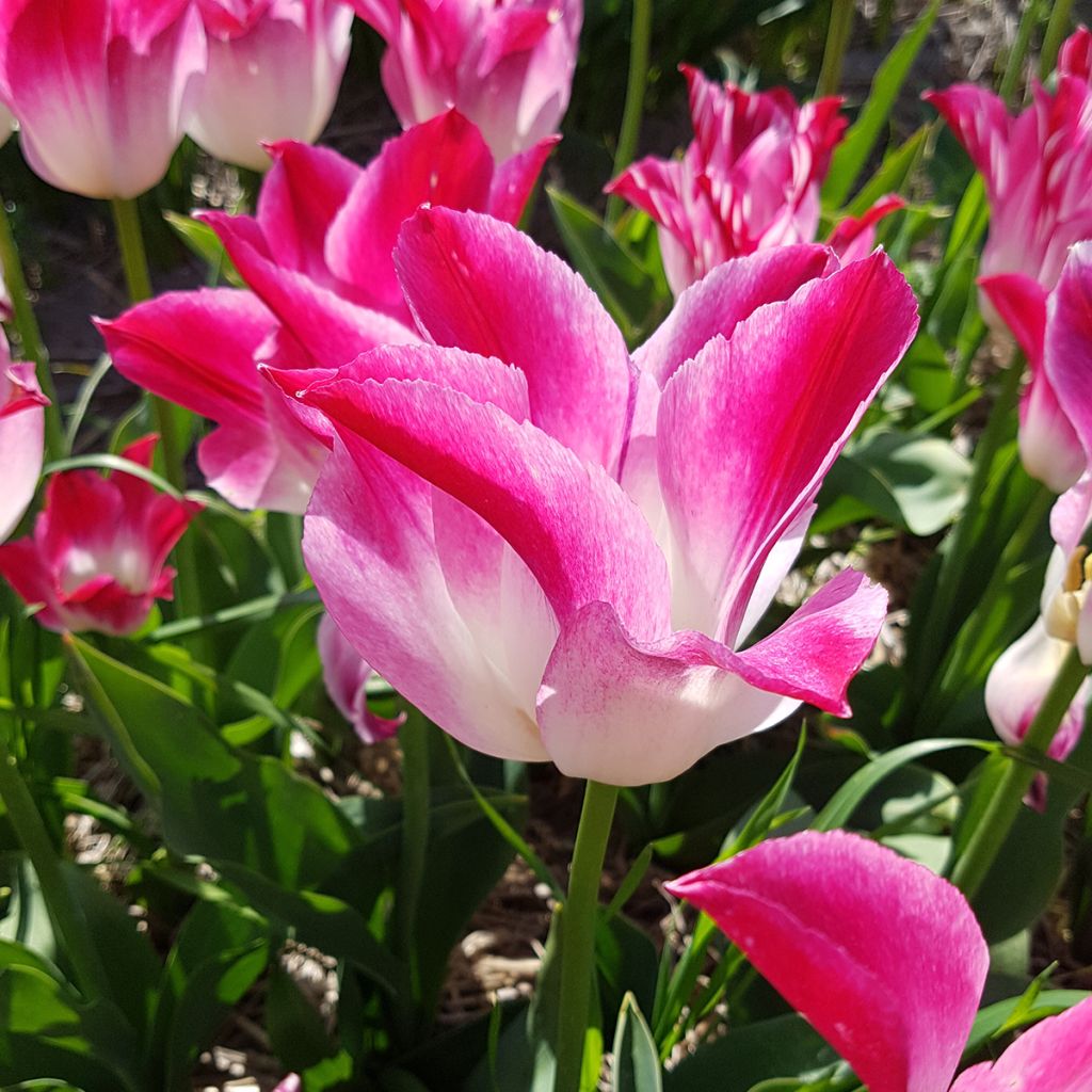 Tulipa Whispering Dream - Triumph Tulip