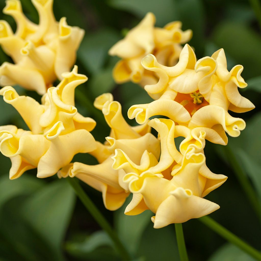 Tulipa Yellow Crown - Triumph Tulip