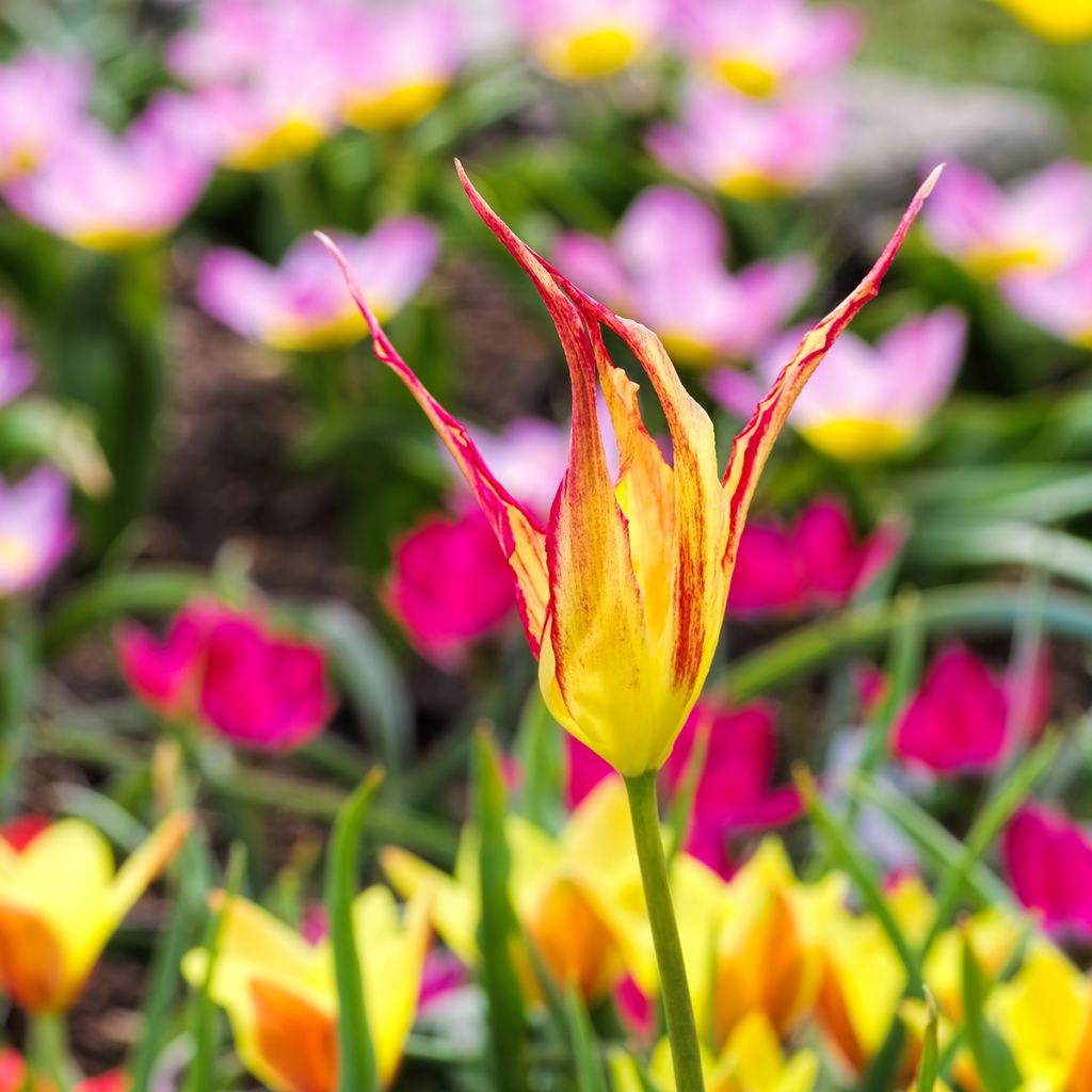 Tulipa acuminata 