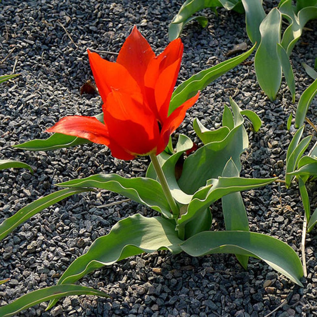 Tulipa eichleri - Botanical Tulip