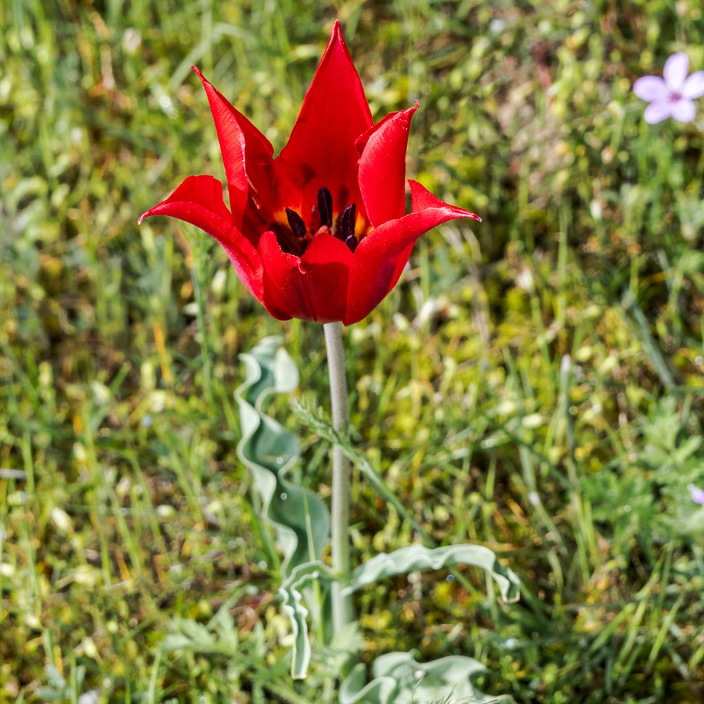 Tulipa eichleri - Botanical Tulip