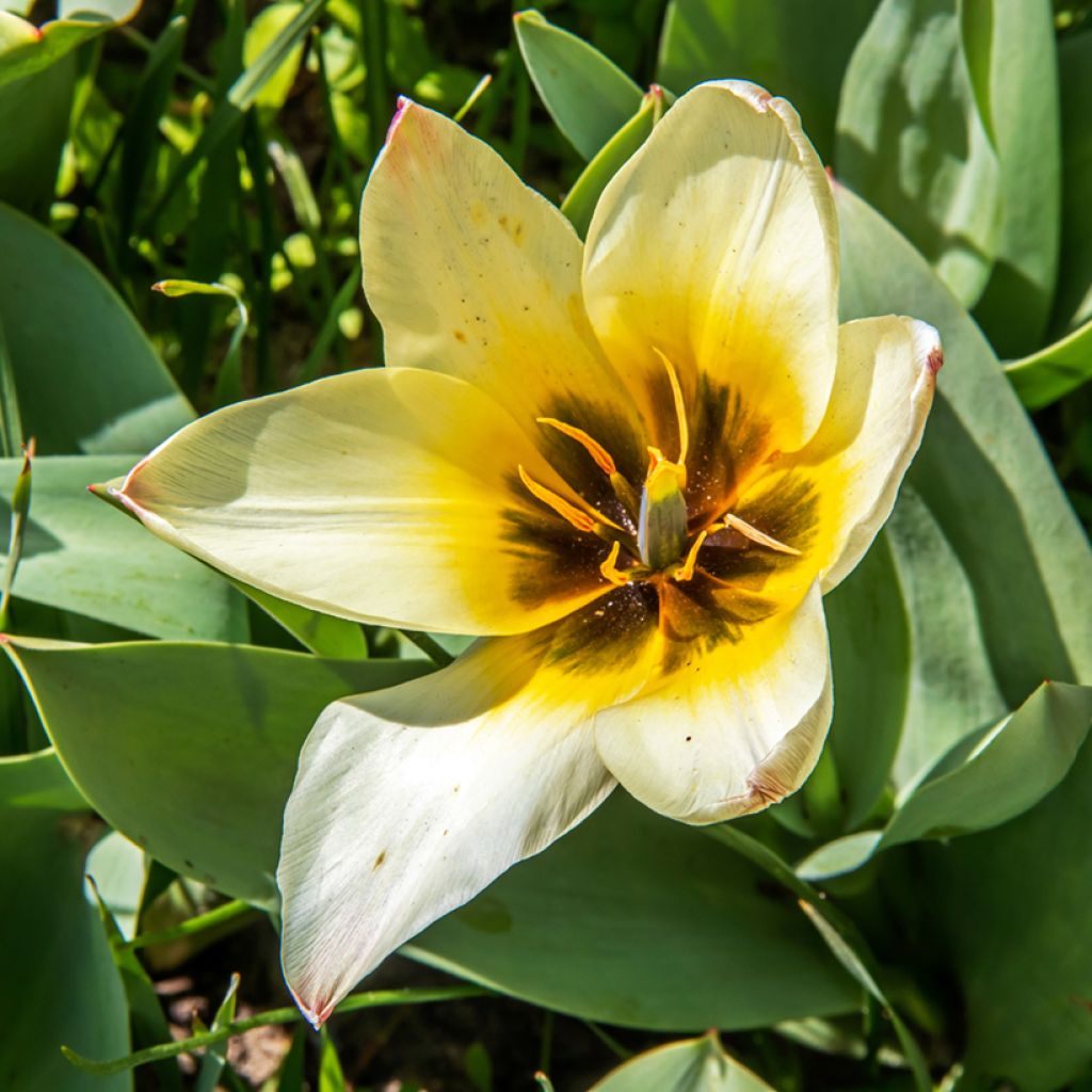 Tulipa greigii Albion Star