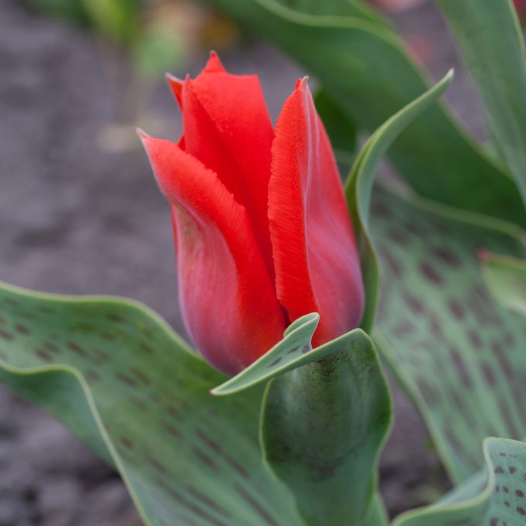 Tulipa Princesse Charmante