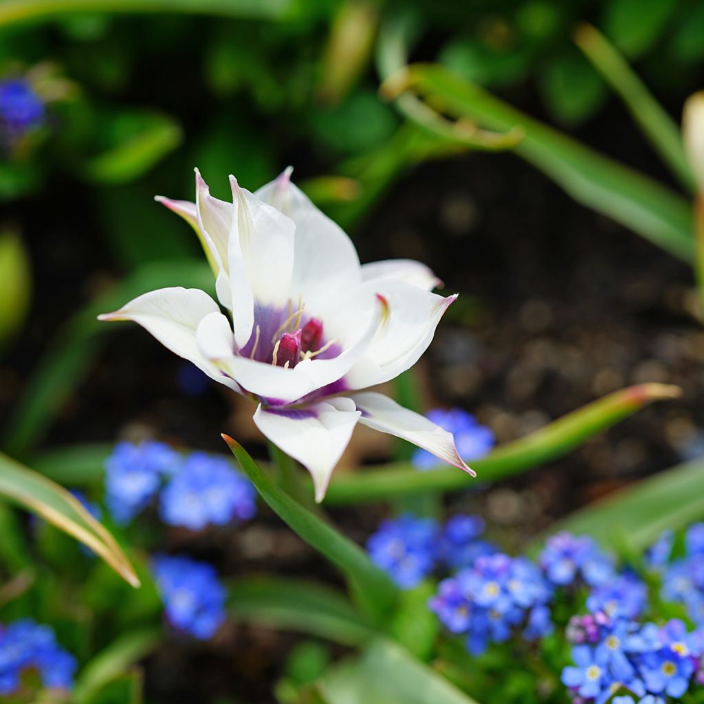 Tulipa Albocaerula Oculata Group