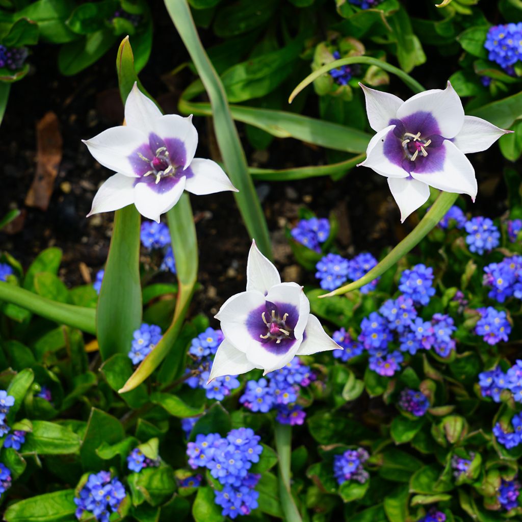Tulipa Albocaerula Oculata Group