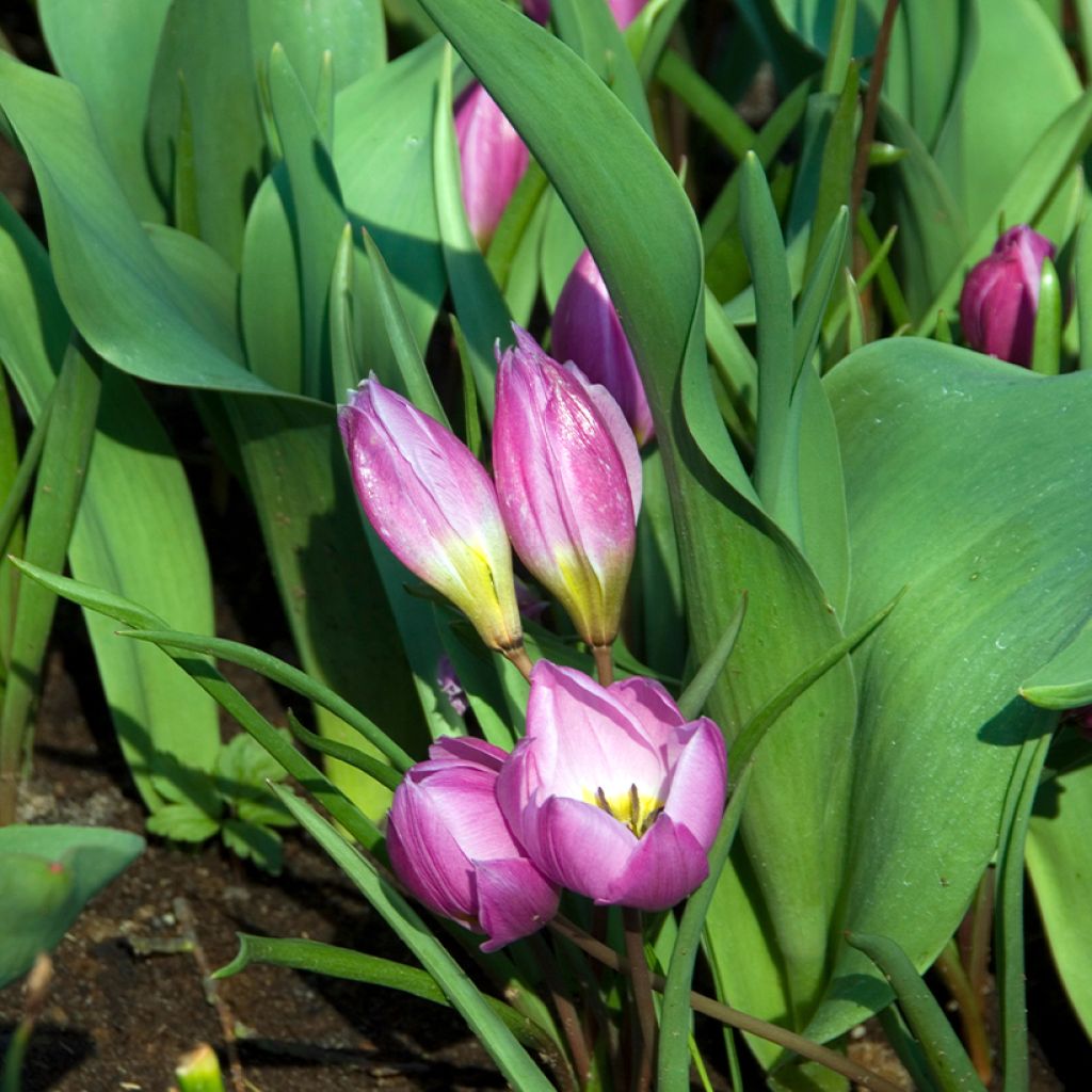 Tulipa humilis Helene