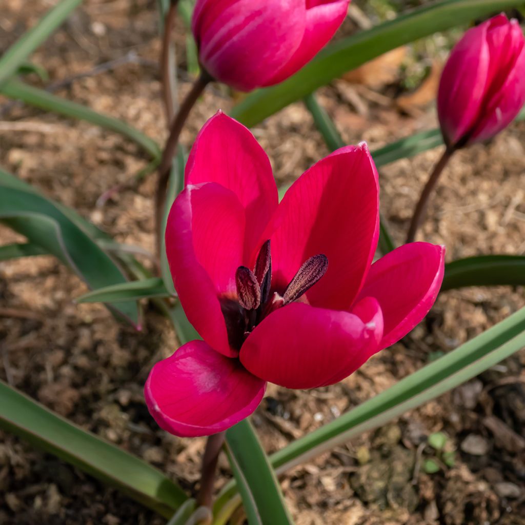 Tulipa humilis var. pulchella Violacea