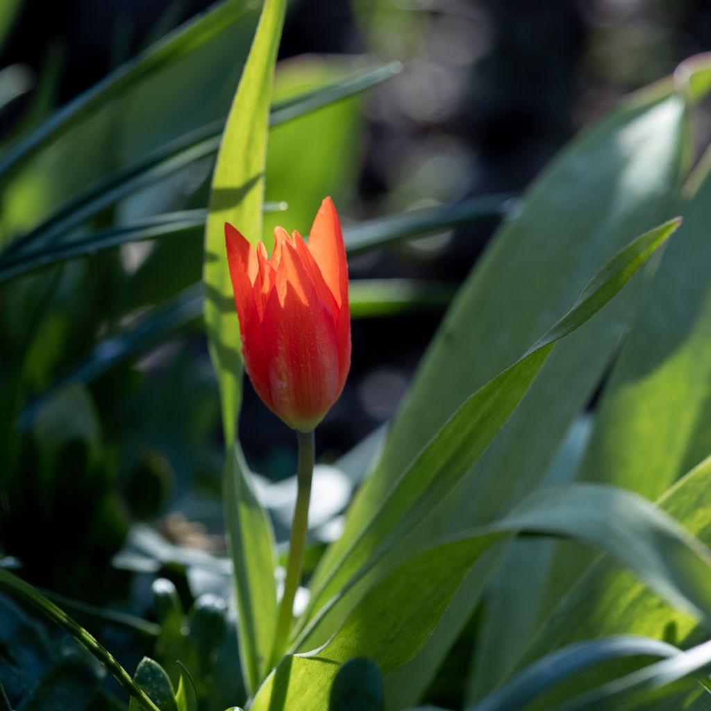 Tulipa kaufmanniana Early Harvest
