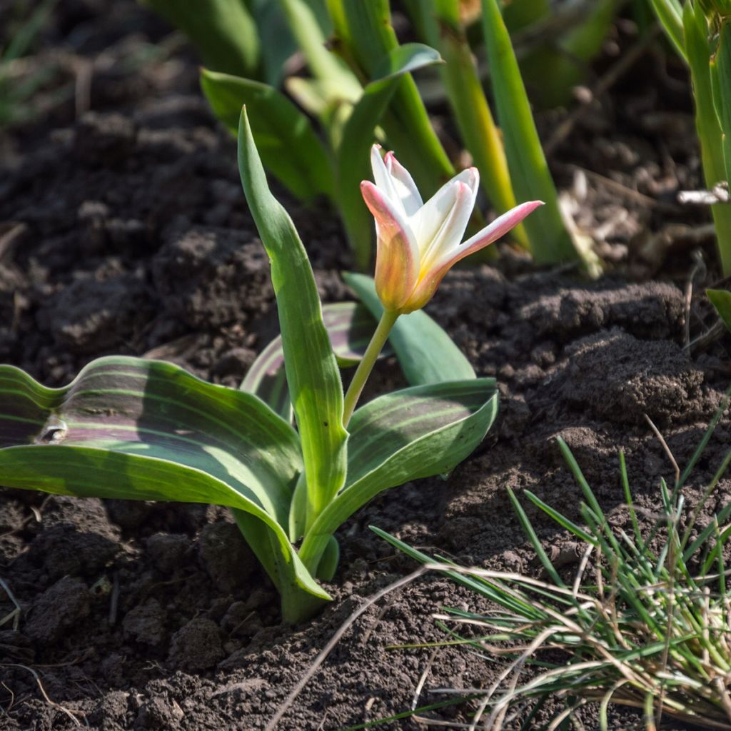 Tulipa kaufmanniana Hearts Delight