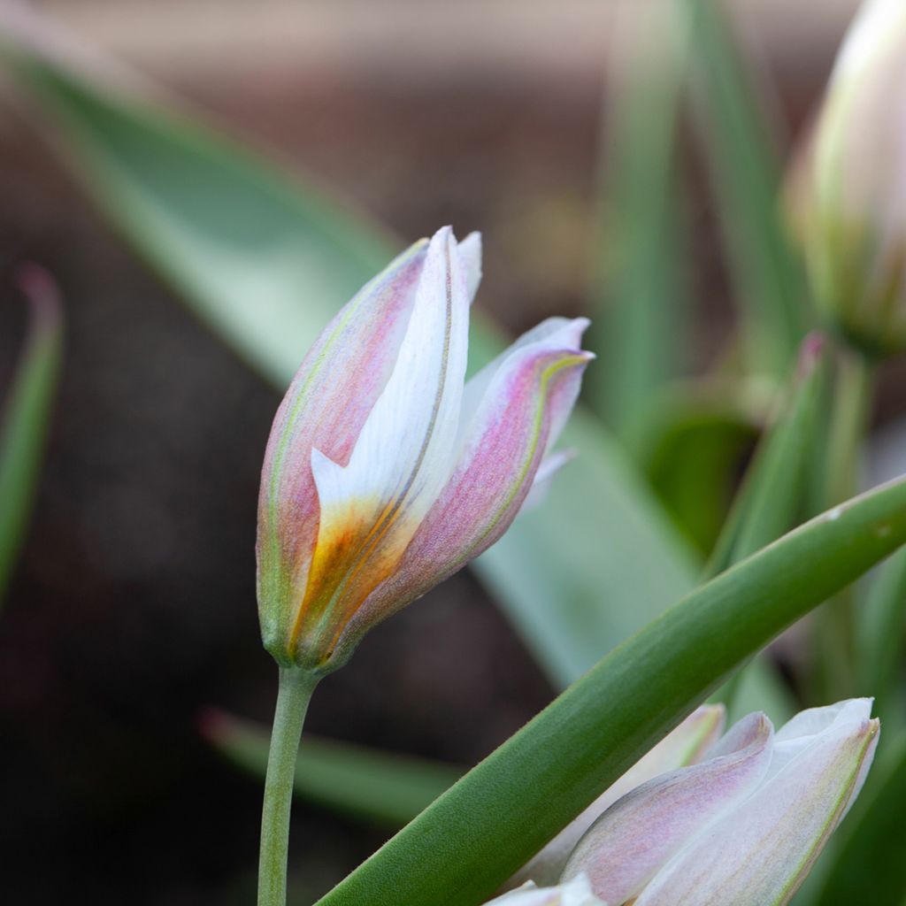 Tulipa polychroma - Botanical Tulip