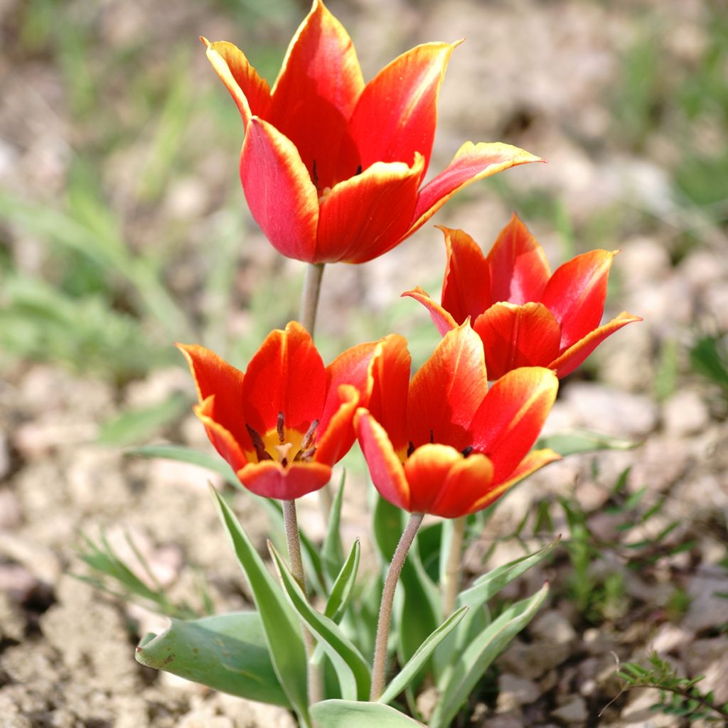 Tulipa schrenkii - Botanical Tulip