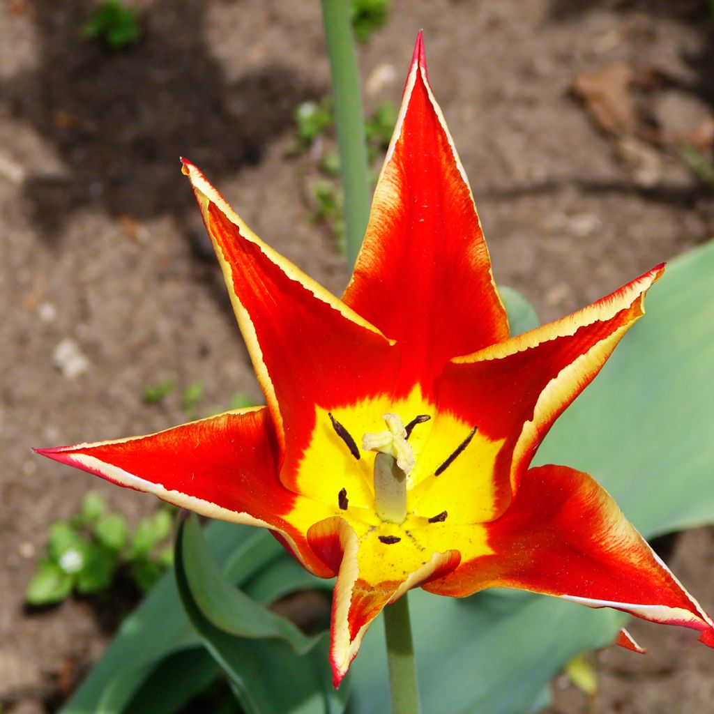 Tulipa schrenkii - Botanical Tulip