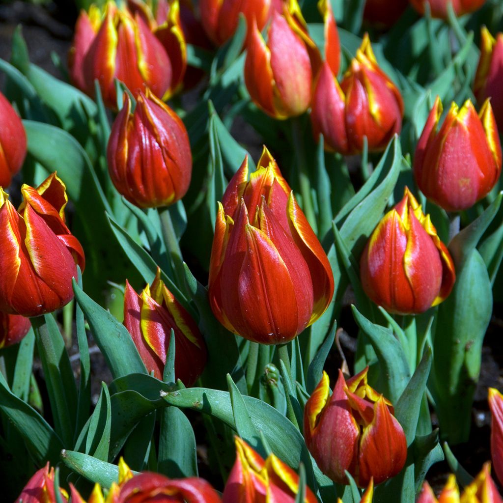 Tulipa schrenkii - Botanical Tulip