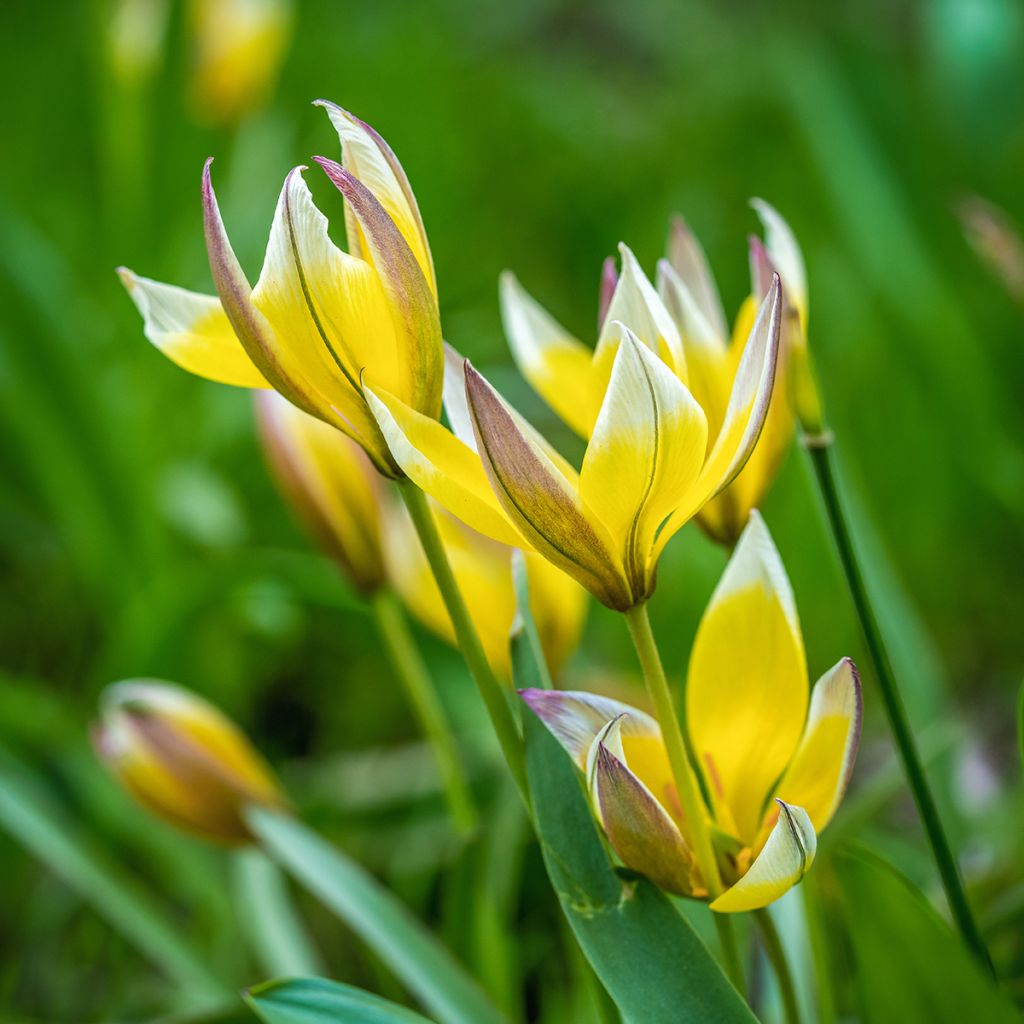 Tulipa tarda - Botanical Tulip