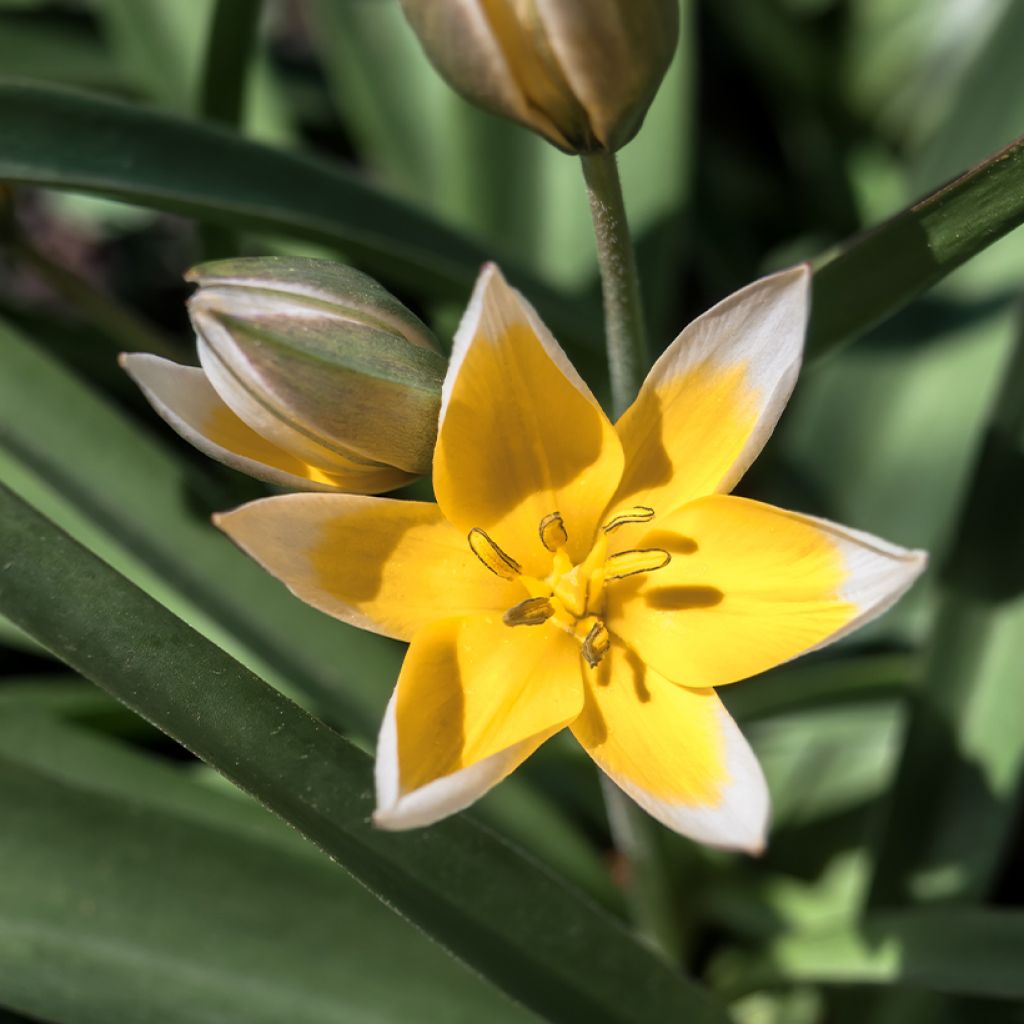 Tulipa tarda - Botanical Tulip