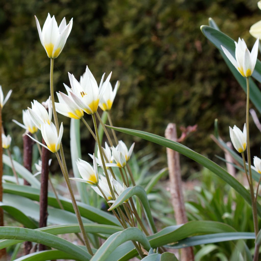 Tulipa turkestanica - Botanical Tulip