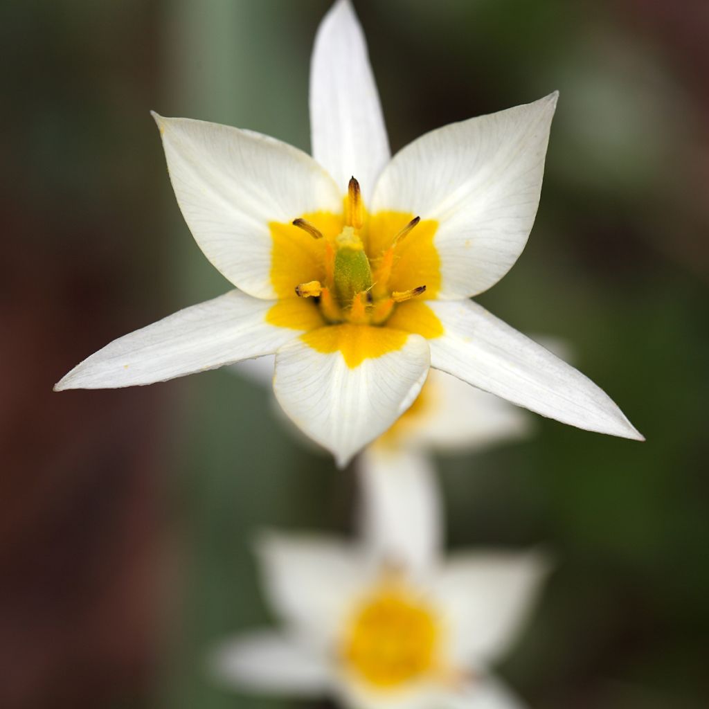 Tulipa turkestanica - Botanical Tulip