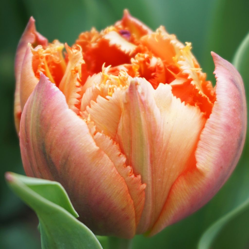 Tulipa crispa Royal Centennial - Fringed Tulip