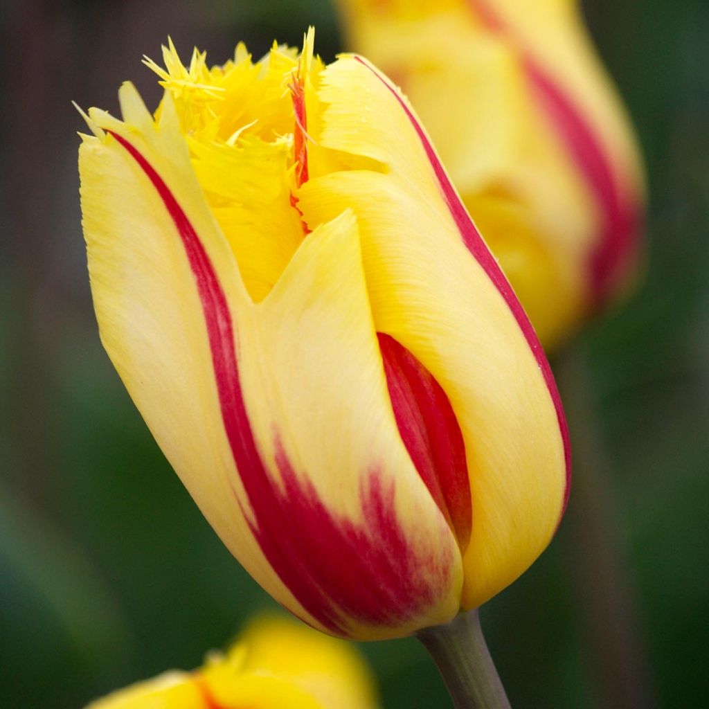 Tulipe dentelée Flamenco