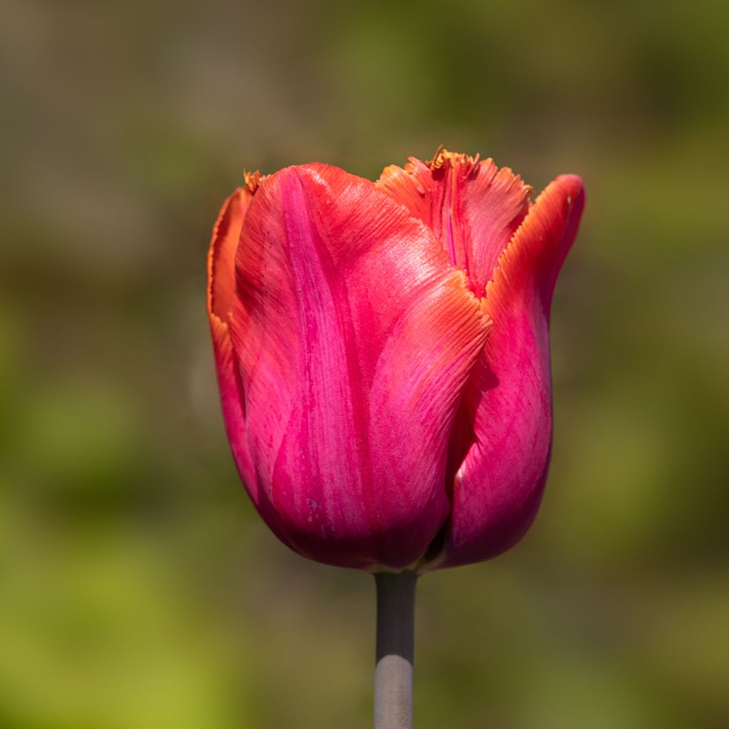 Tulipa crispa 'Louvre Orange'