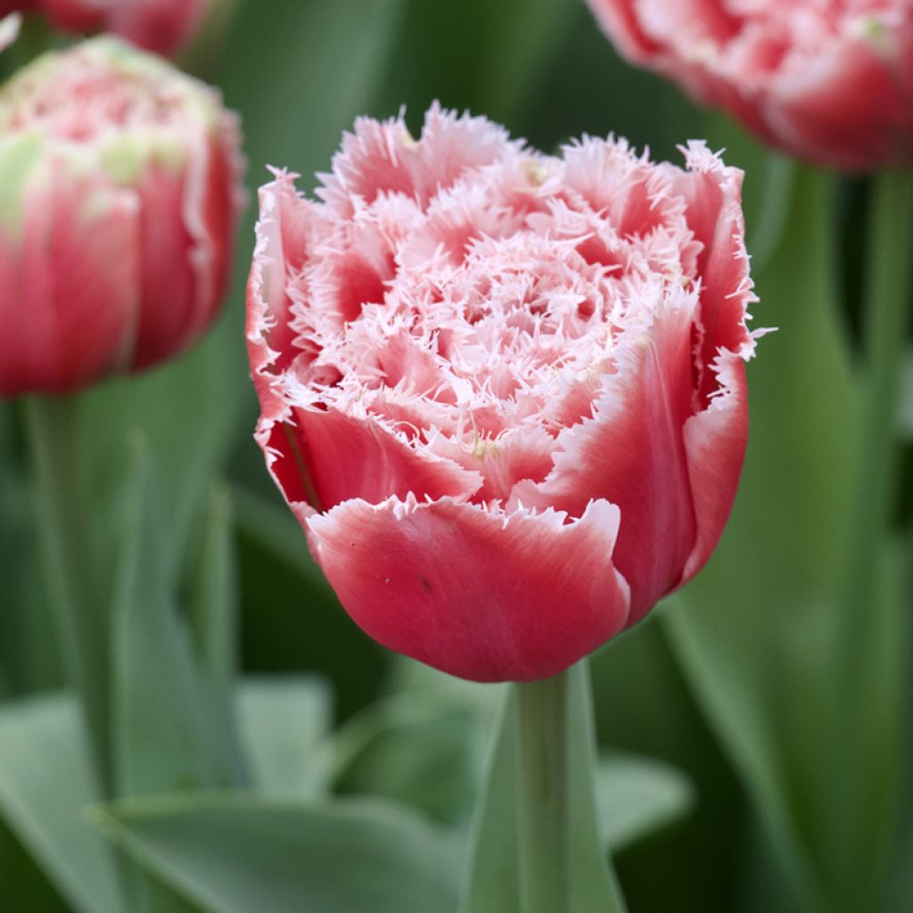 Tulipa Brest - Fringed Tulip