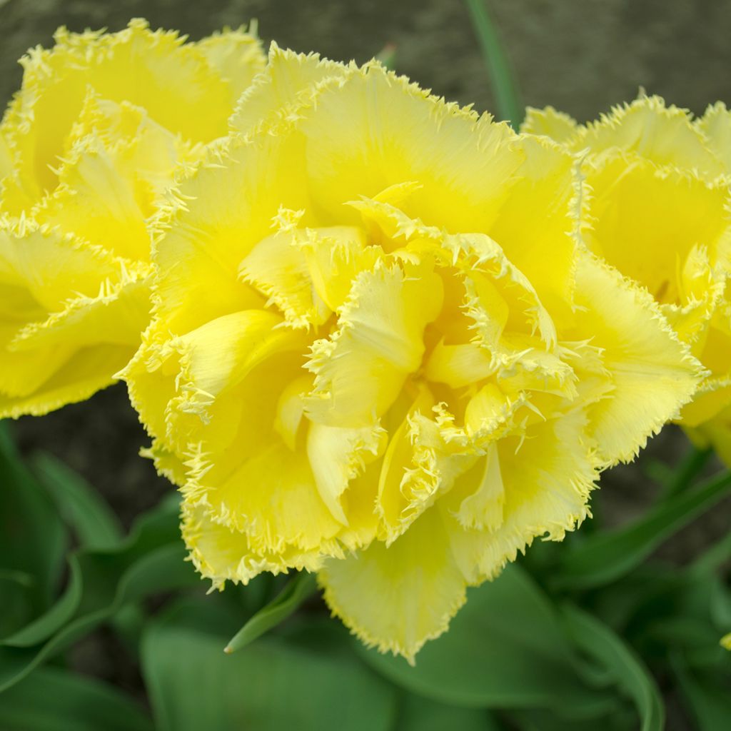 Tulipa Exotic Sun - Fringed Tulip