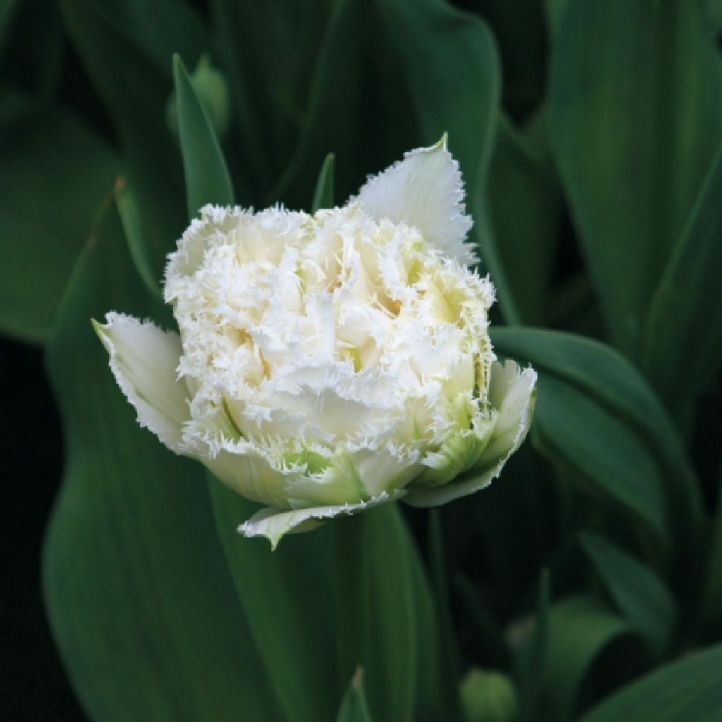 Tulipe Dentelée Double Snow Crystal