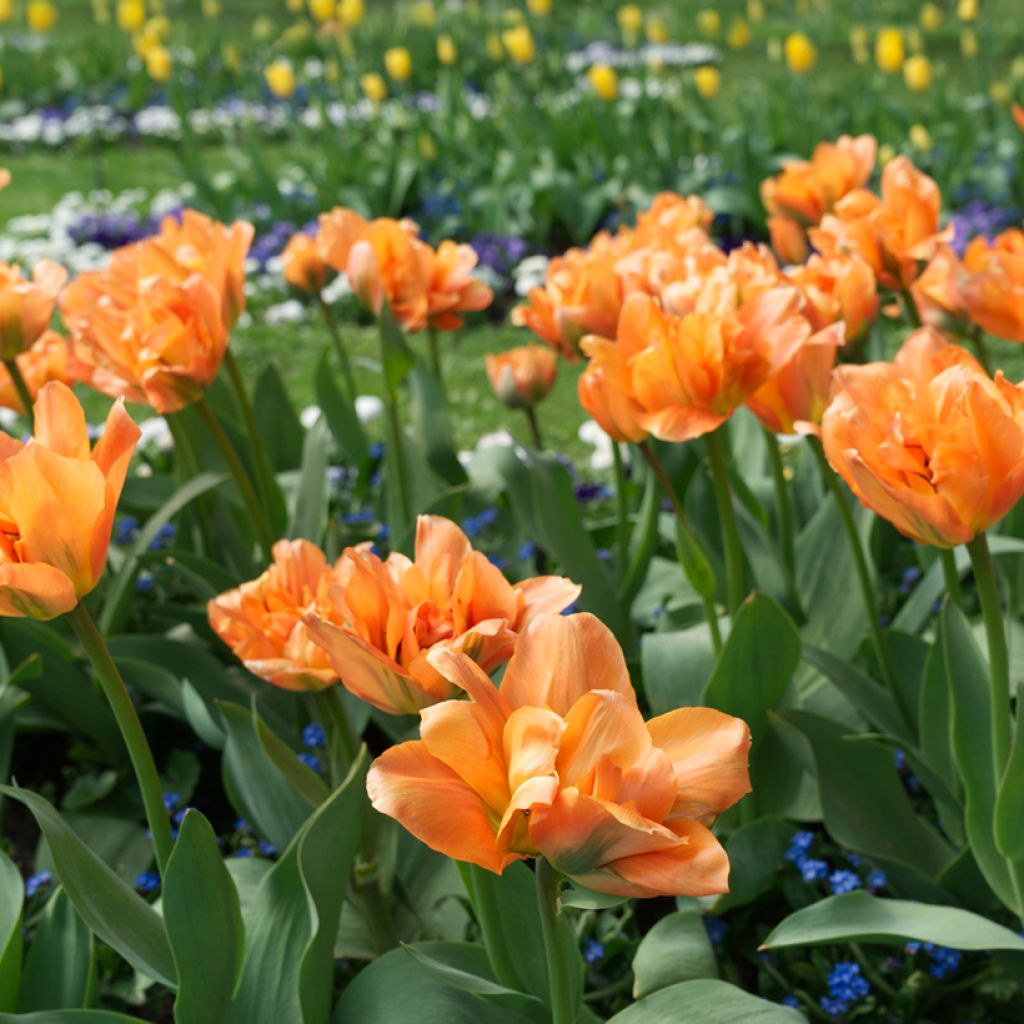 Tulipa Disneyland Paris - Double late Tulip