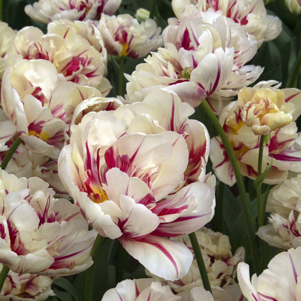 Tulipa Flaming Margarita- Double Early Tulip