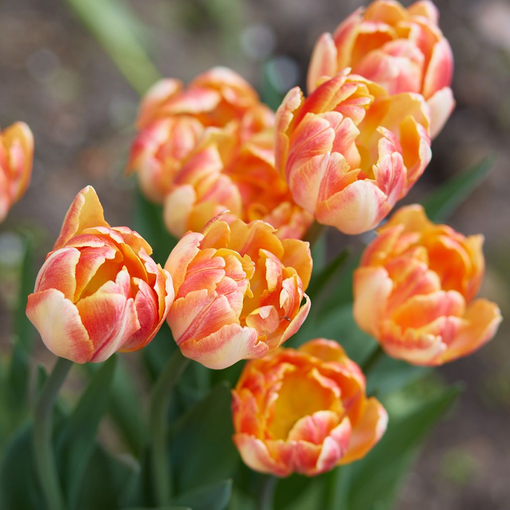 Tulipa Foxy Foxtrot- Double Early Tulip