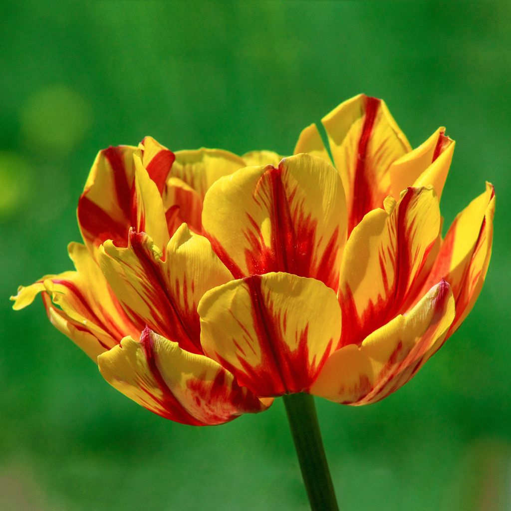 Tulipa Monsella- Double Early Tulip