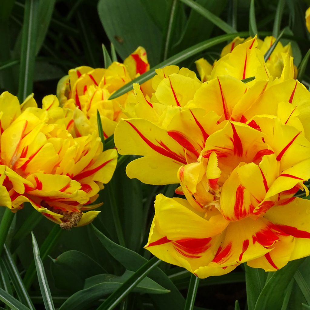 Tulipa Monsella- Double Early Tulip