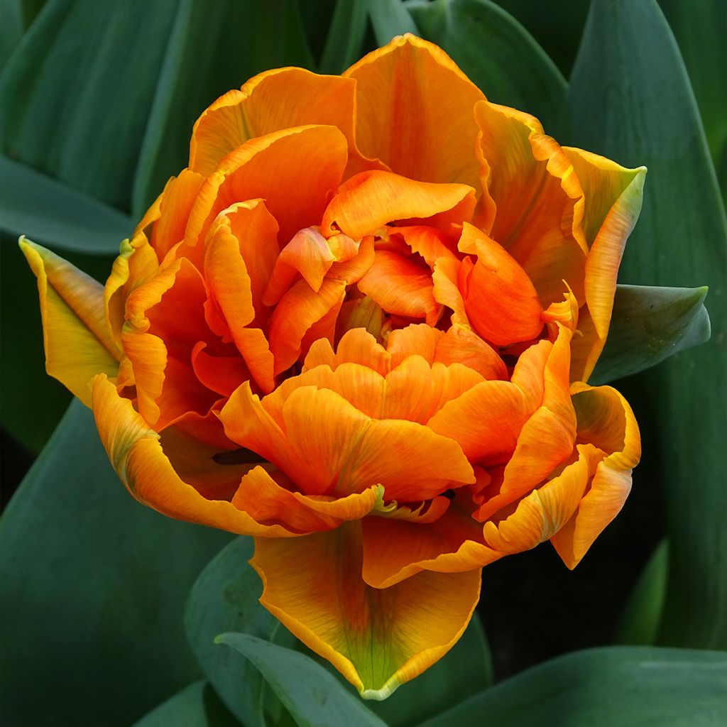 Tulipa Orange Princess - Double Late Tulip