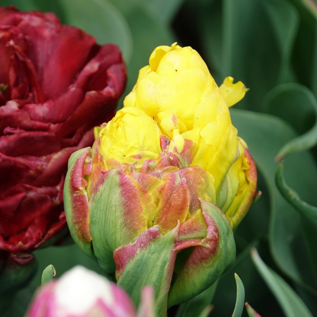 Tulipa Ice Cream Banana - Double late Tulip