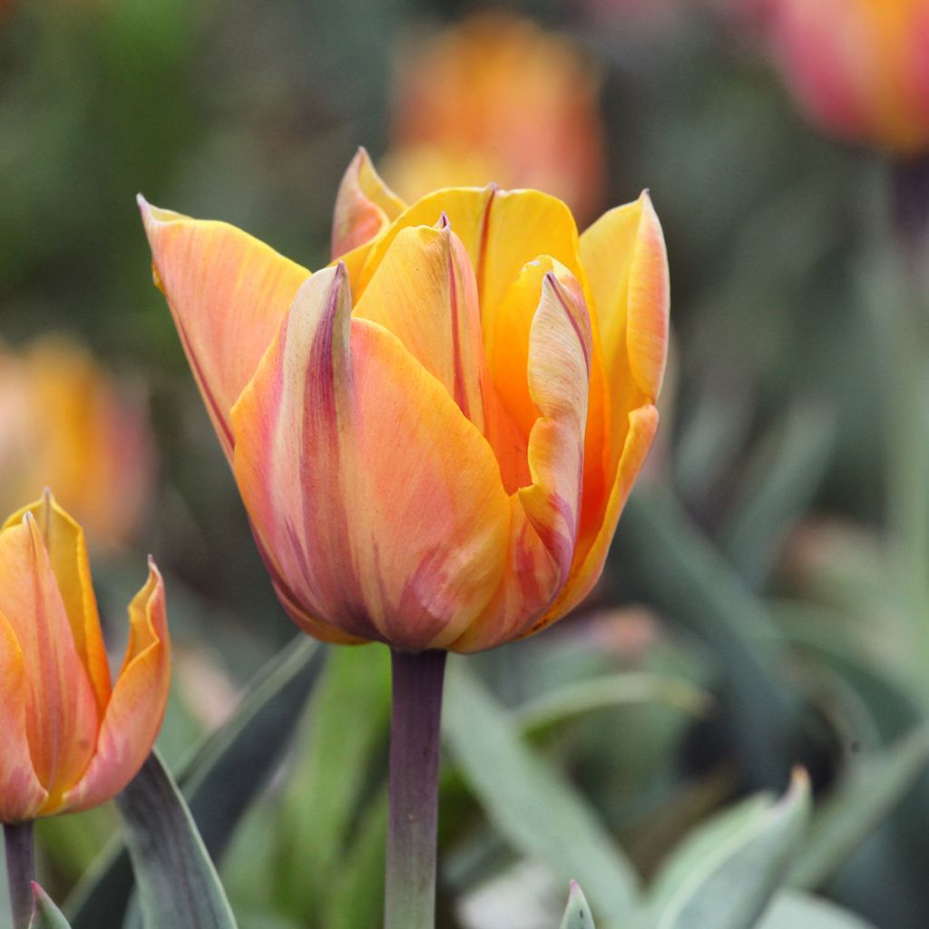 Tulipa Orange Princess - Double Late Tulip