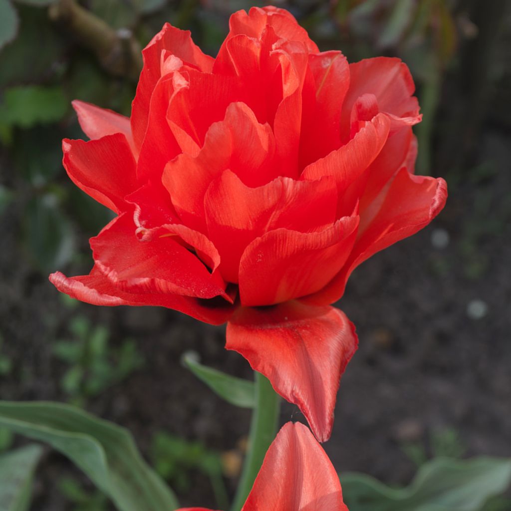 Tulipa Red Princess - Double Late Tulip