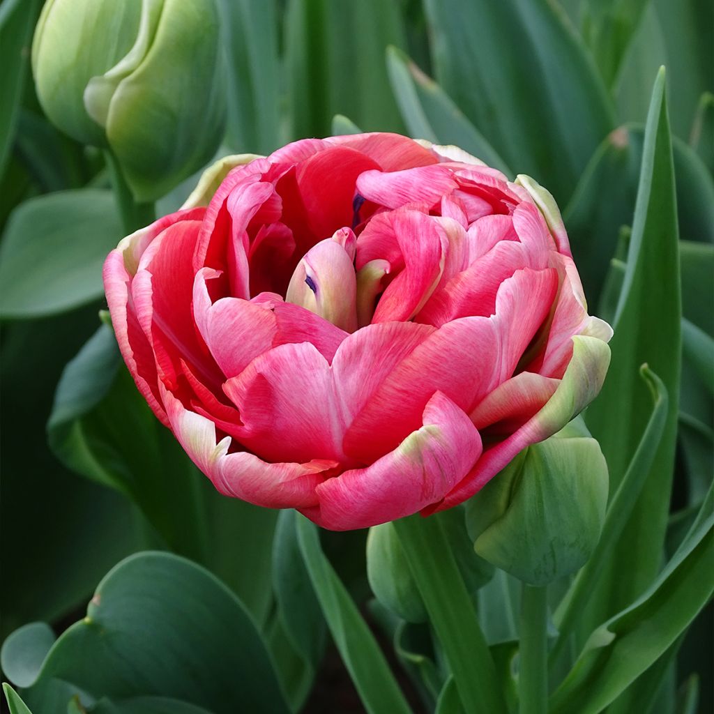 Tulipe double tardive Wedding Gift 