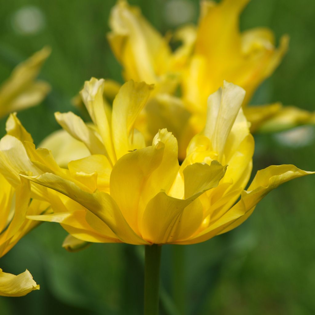 Tulipa Yellow Spider - Lily flowering Tulip