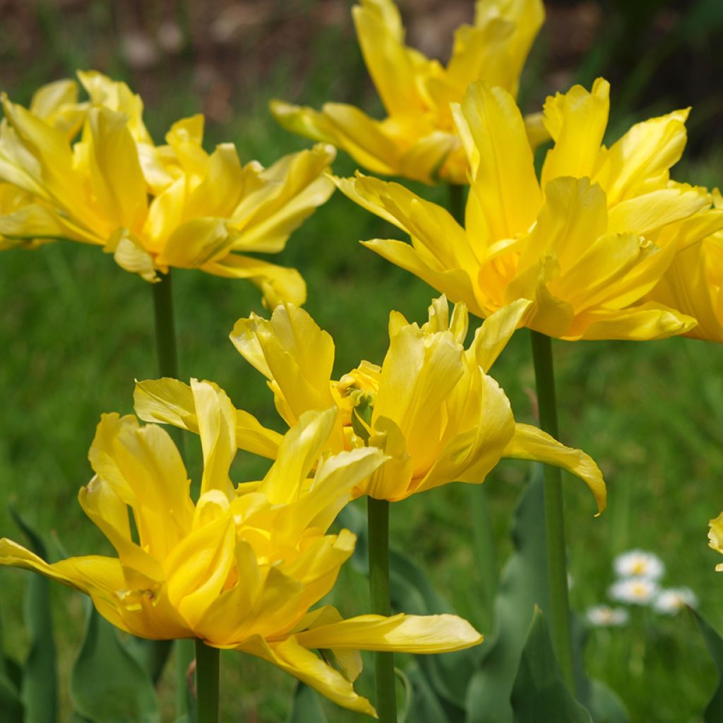 Tulipa Yellow Spider - Lily flowering Tulip