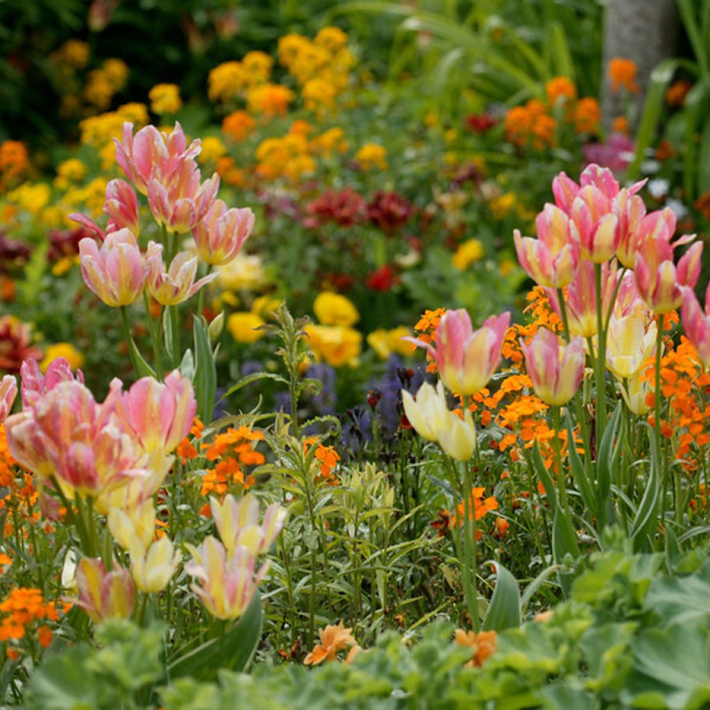 Tulipa 'Antoinette'