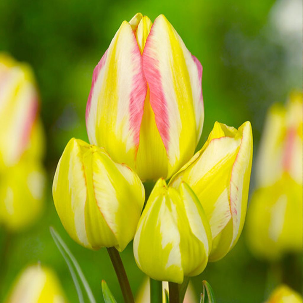 Tulipa 'Antoinette'