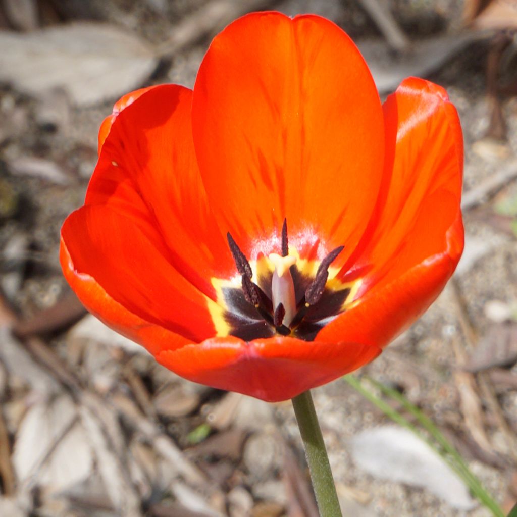 Tulipa Red Georgette - Mutliple flowering Tulip