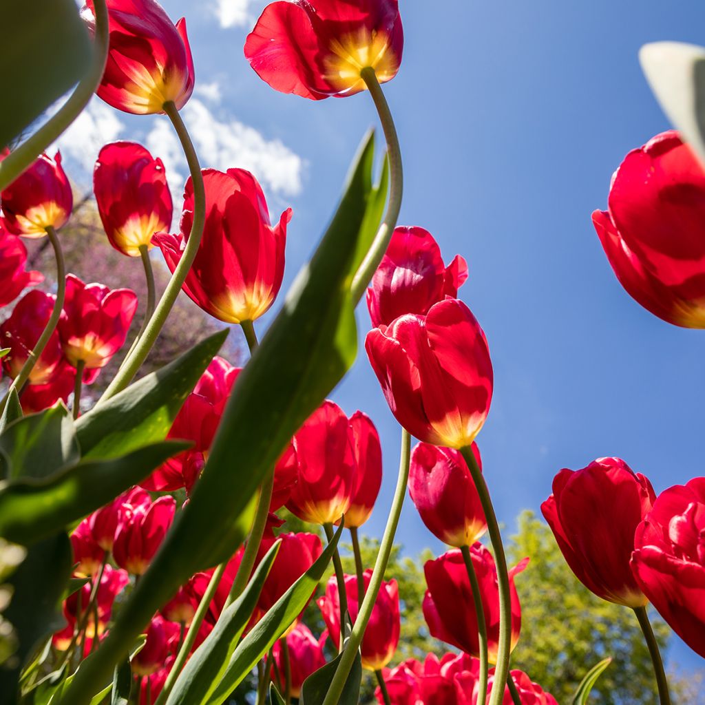 Tulipa Red Georgette - Mutliple flowering Tulip