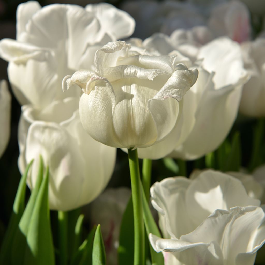 Tulipa Weisse Berliner - Mutliple flowering Tulip