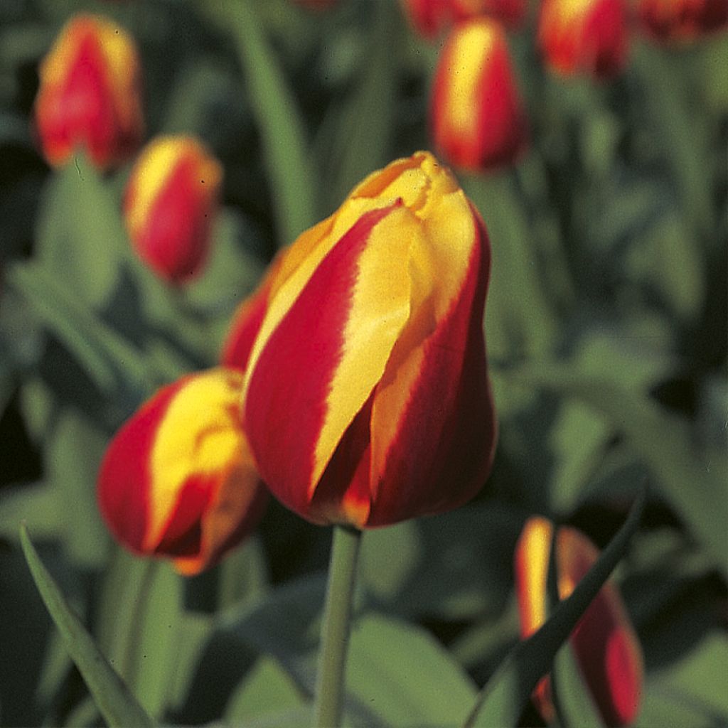Tulipa Keizerskroon - Early simple Tulip