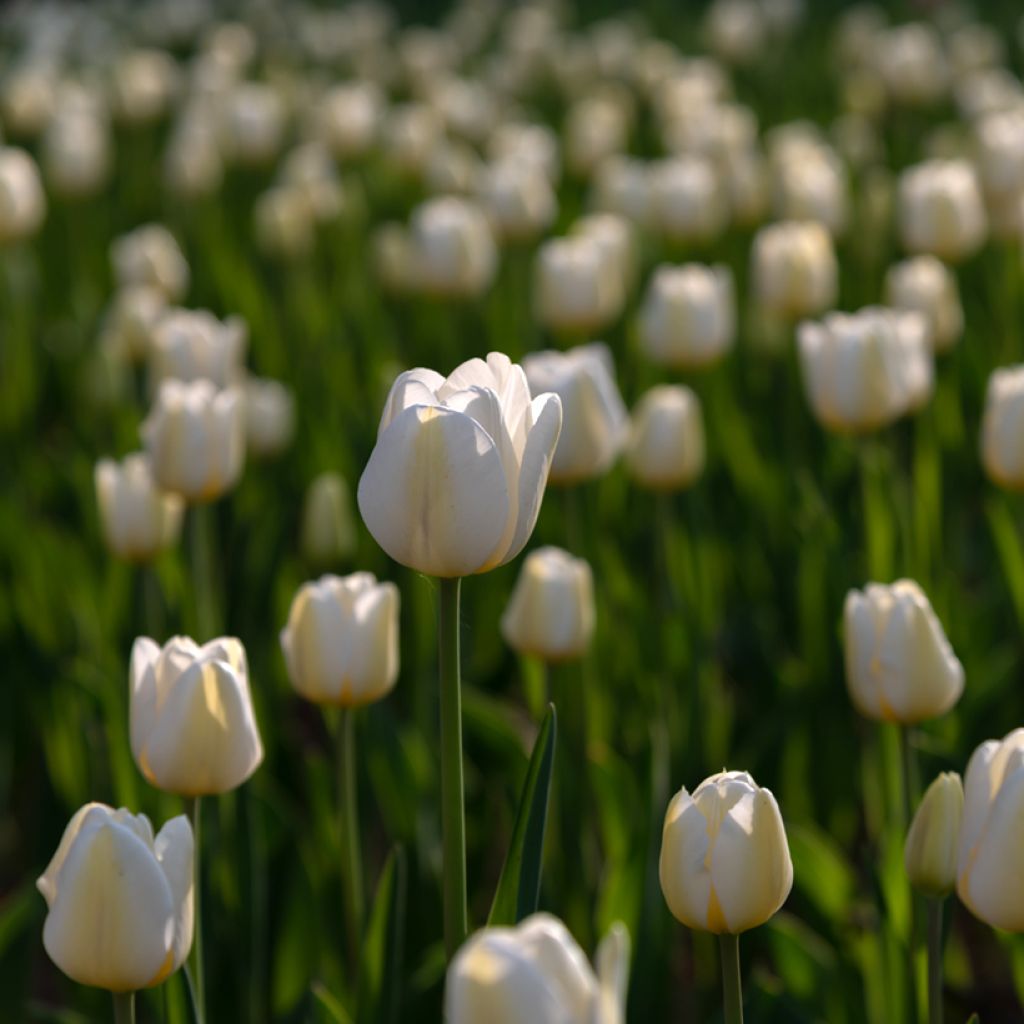 Tulipa Angel's Wish- Simple late Tulip