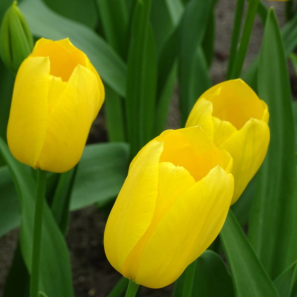 Tulipa Big Smile - Early simple Tulip