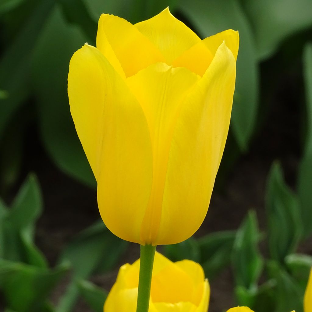 Tulipa Big Smile - Early simple Tulip