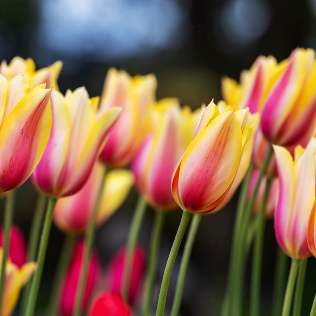 Tulipa Blushing Beauty - Simple late Tulip