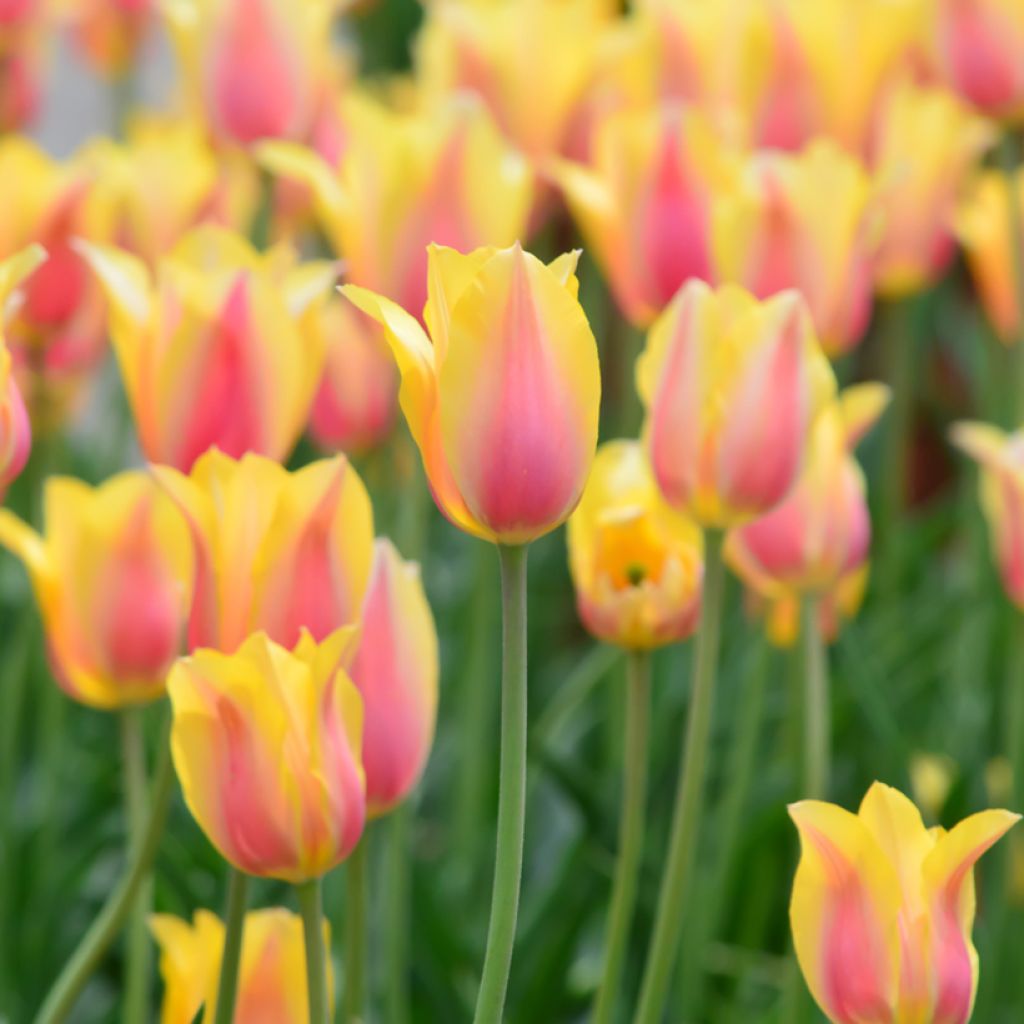 Tulipa Blushing Beauty - Simple late Tulip